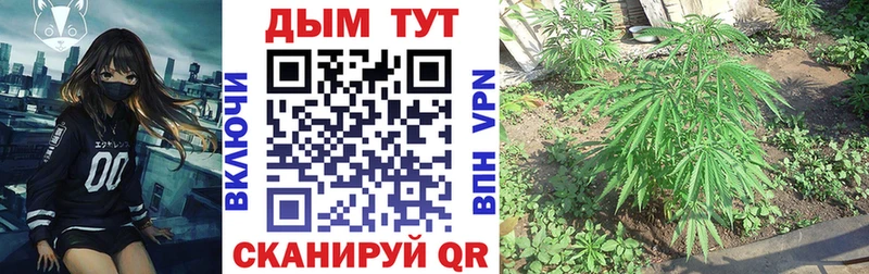 закладка  Абаза  Канабис SATIVA & INDICA 